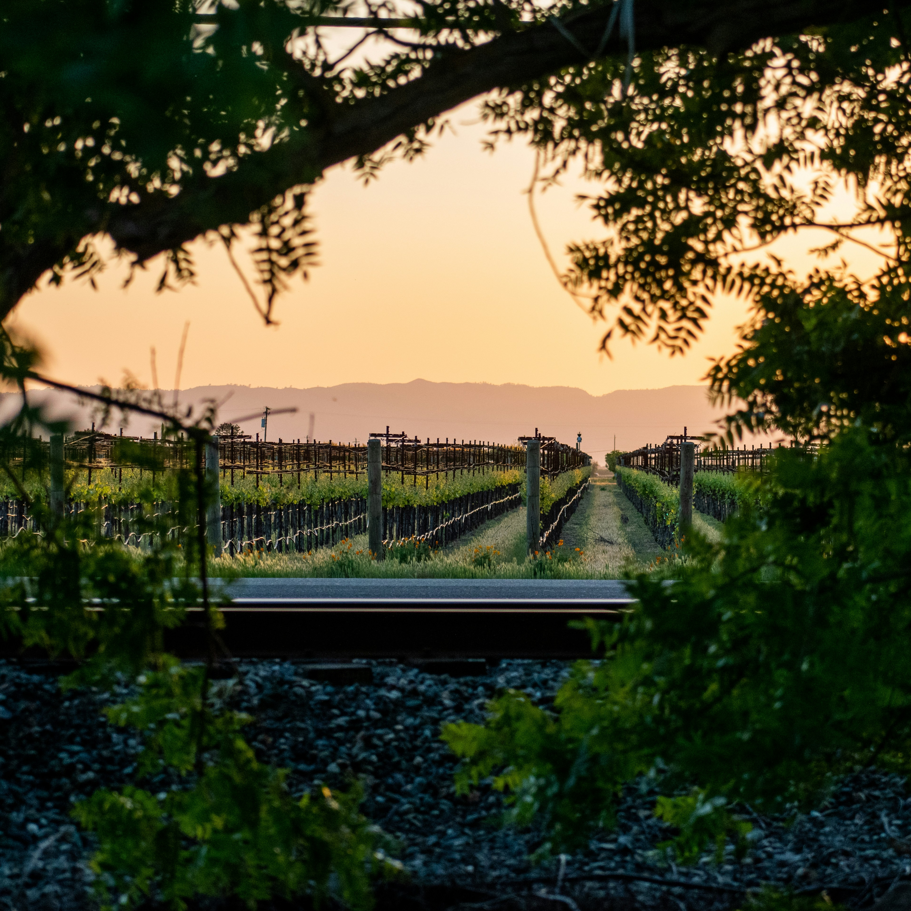 Napa Valley Travel Inquiry